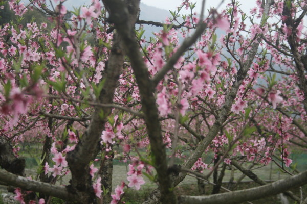桃花依旧笑春风全文免费在线阅读 wKgBm02QmieXXdgCAAN89Qk_vw087.jpeg?imageView2%2F2%2Fw%2F600%2Fh%2F600%2Fq%2F90