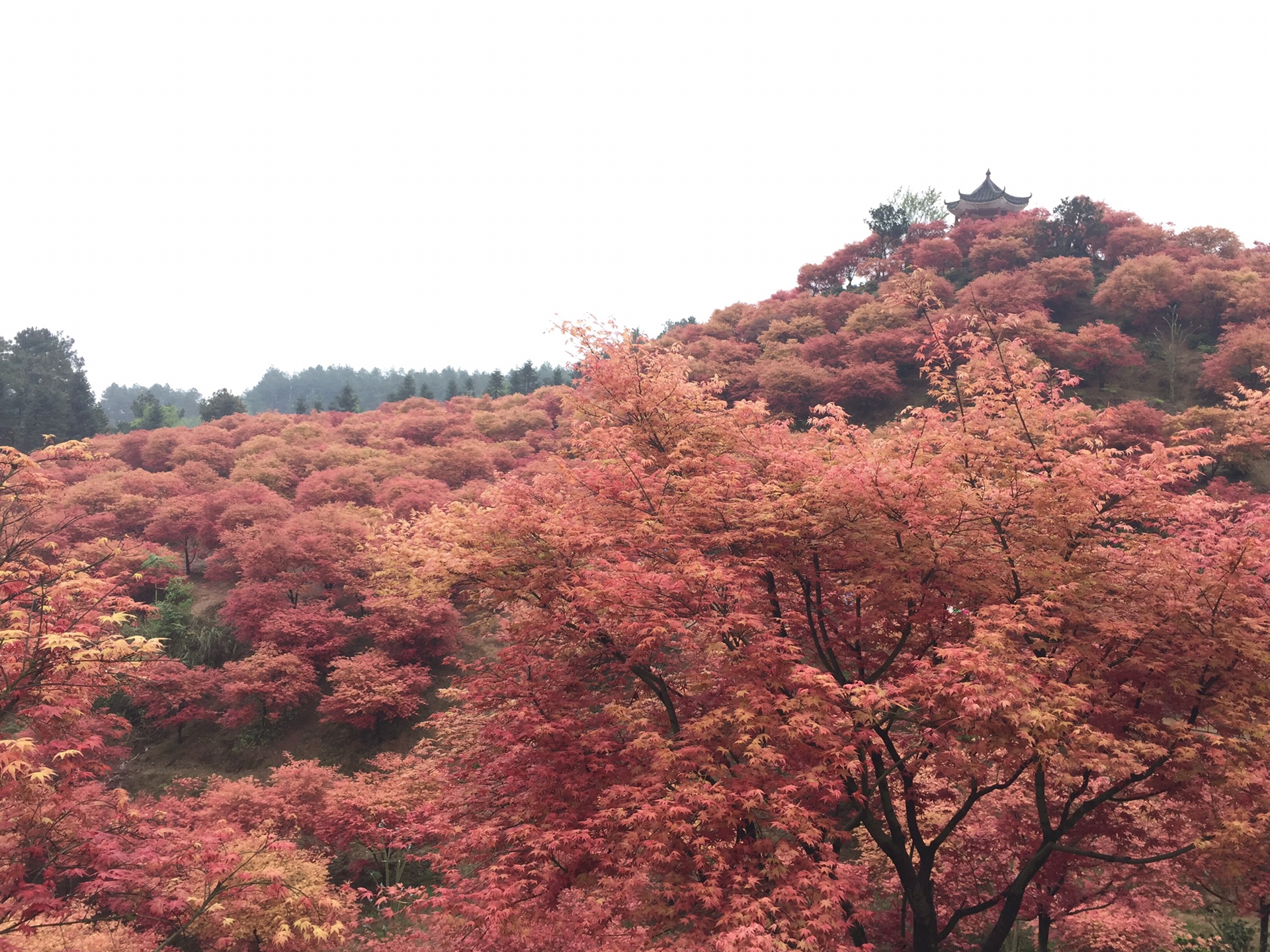 重庆巴南区五洲园看花