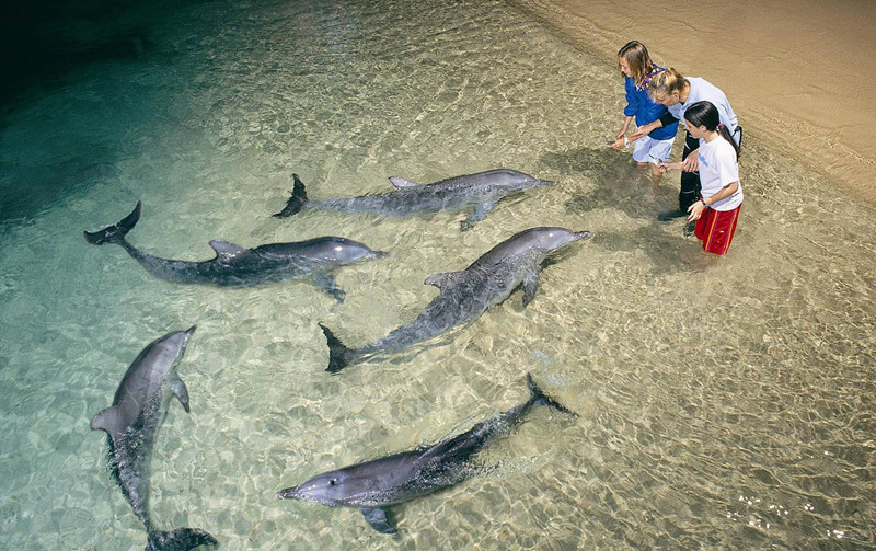 中文服务 布里斯班海豚岛看喂野生海豚 有趣滑沙/出海探索/喷射快艇