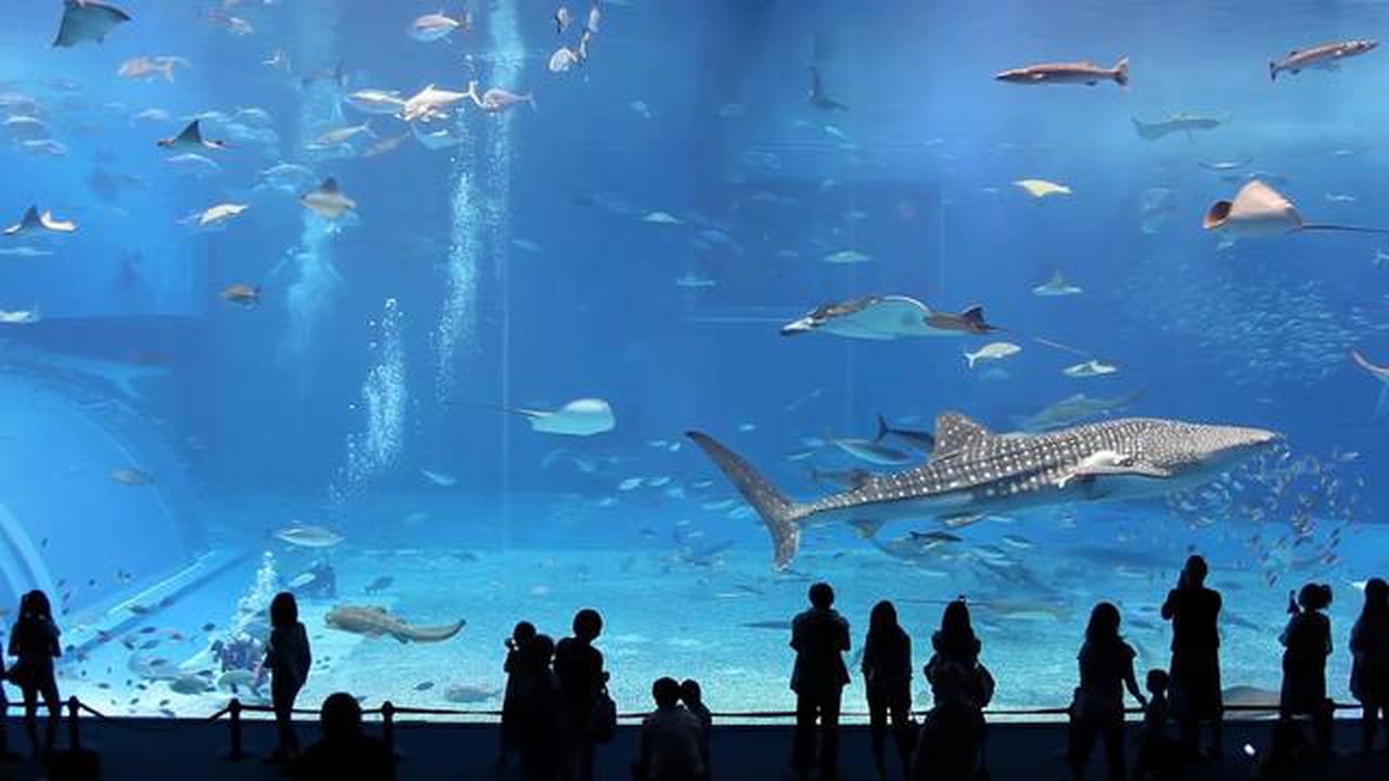 万千海洋生物 里斯本海洋水族馆 oceanário de lisboa(450个物种)