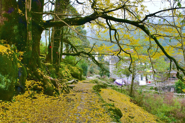 天沐温泉 南惹古村 仰山栖隐禅寺2日游