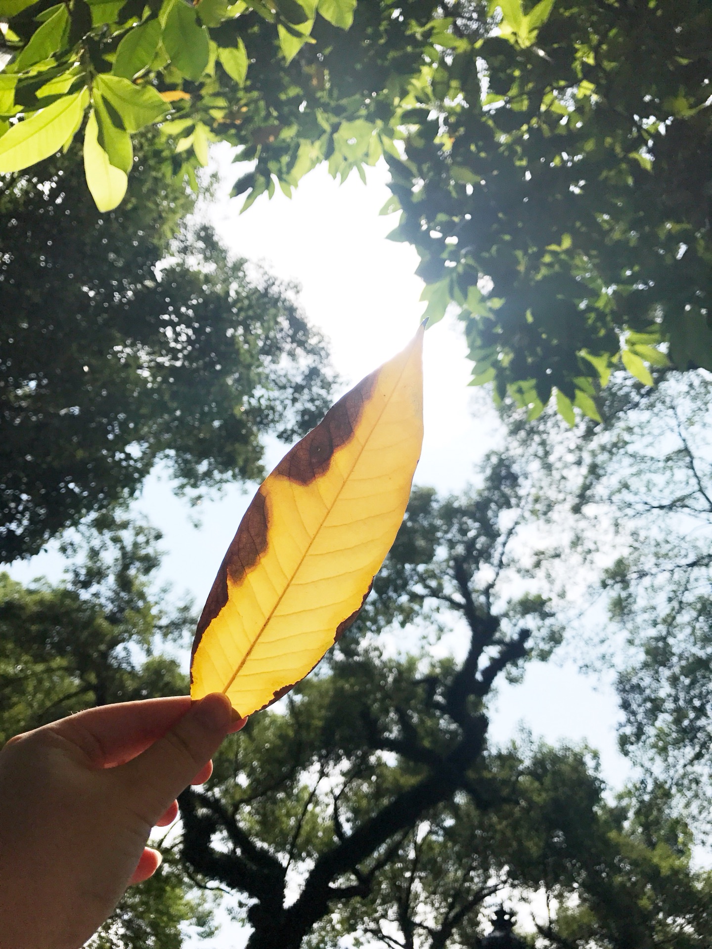 风吹落叶,落叶随风,拾起一片叶子感受阳光下叶子的纹脉