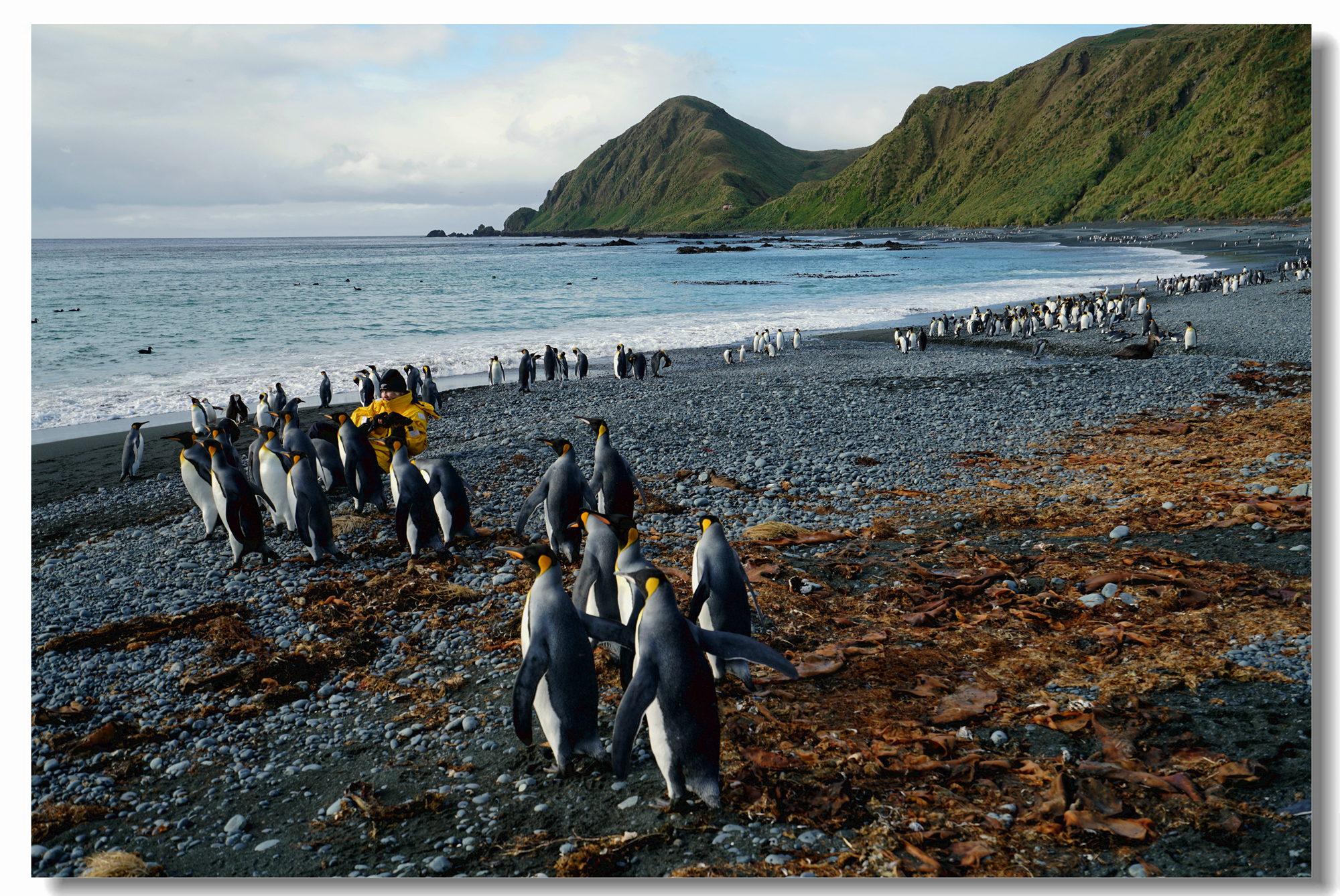 麦夸里岛把家安,国王企鹅百姿憨—世界上最全的亚南极群岛,南极罗斯