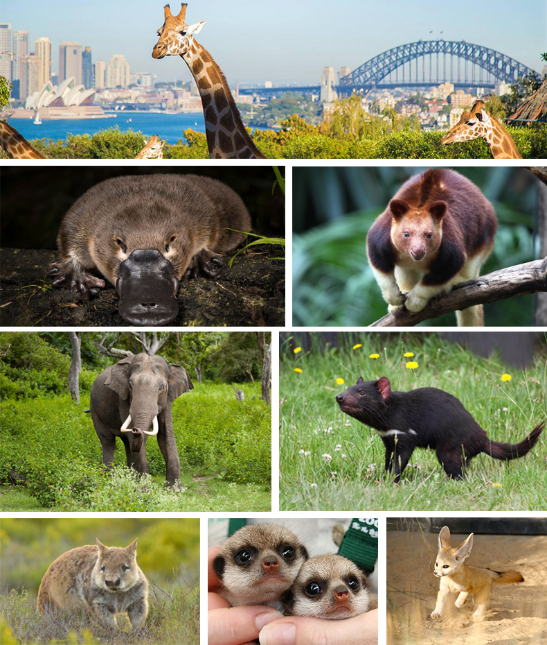 闪电出票/可订当日 澳大利亚亲子游 悉尼 塔龙加动物园 缆车 taronga