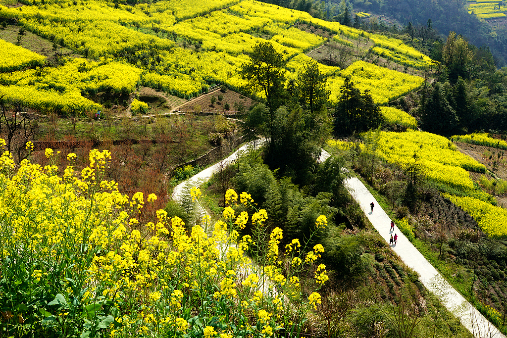 三月油菜花事安徽皖南赏花行屯溪黟县歙县