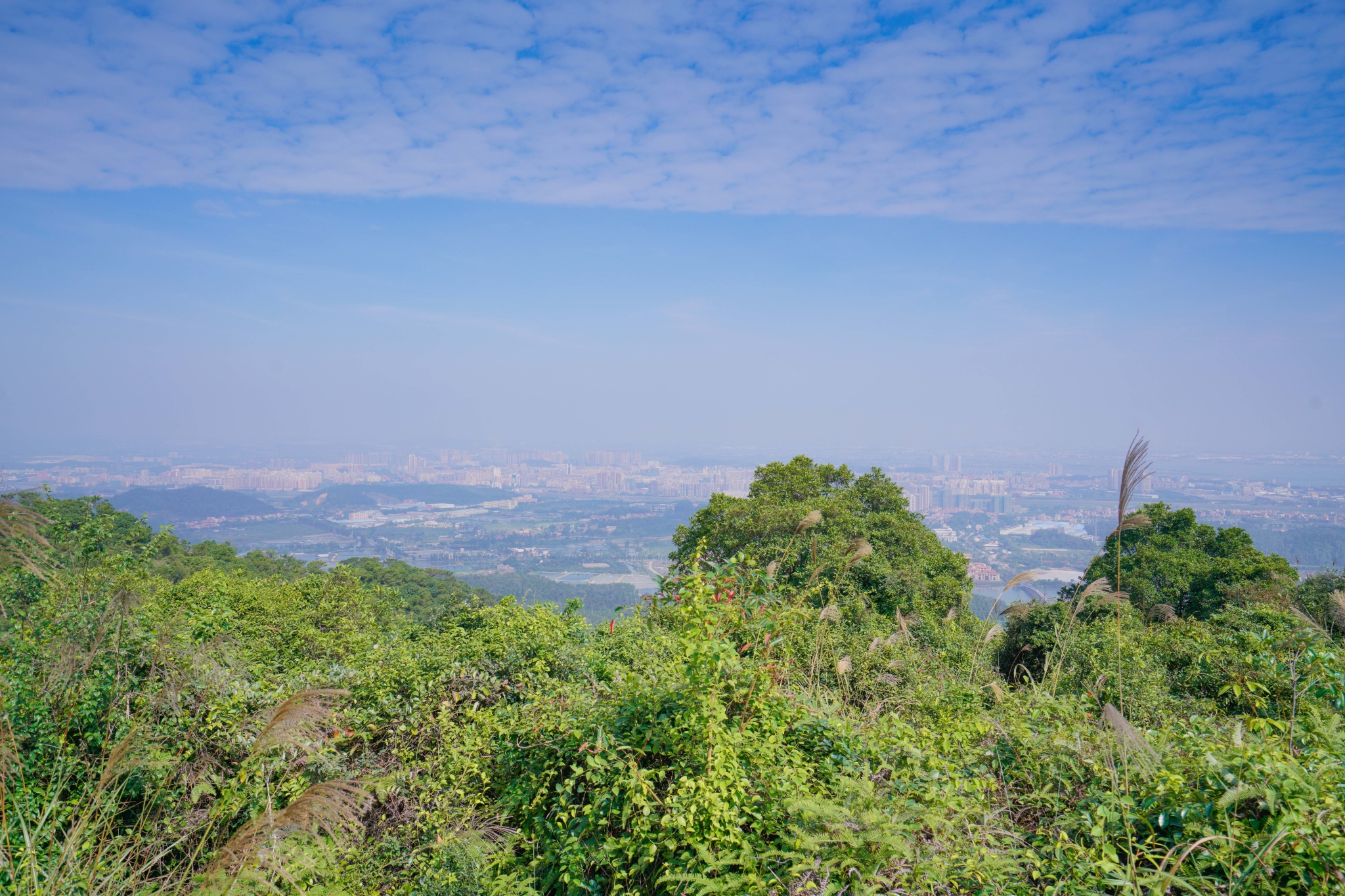 佛山高明茶山,只为拍照不为鸡之旅