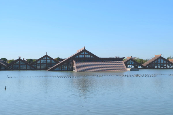 2017-11 上海松江广富林遗址,湖上一片奇特的