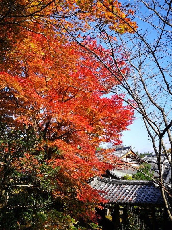 2016年11月日本红叶狩六日自由行游记(含攻略)图片