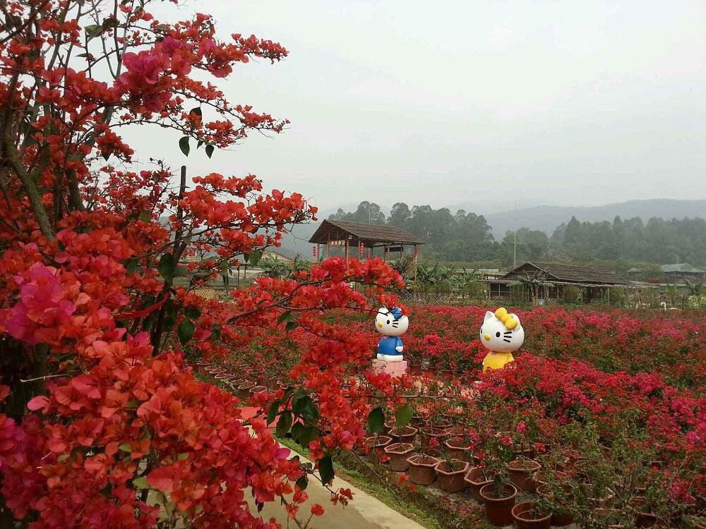 高明一日游图片63,高明区旅游景点,风景名胜 - 马蜂窝图库 - 马蜂窝