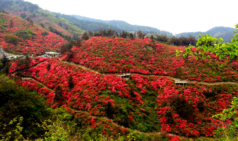 武汉木兰云雾山景区门票(未验证随时可退 杜鹃花海)