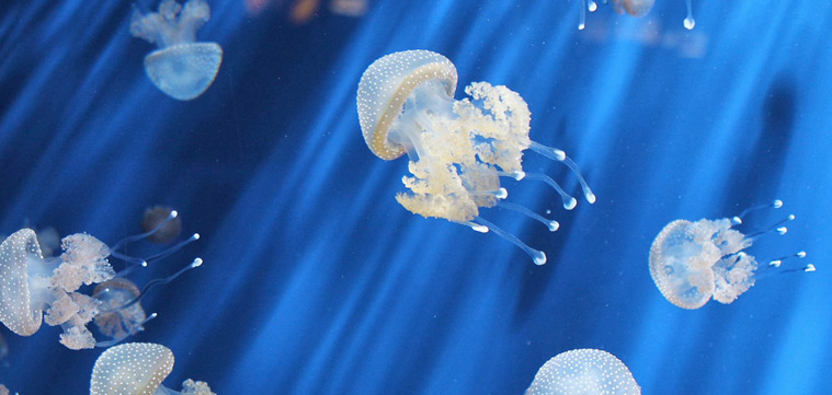 水母世界视频大全 wKgBZ1mKkwWAcIqIAAbnkDAYvg0079.png