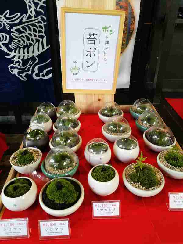 2016年11月日本红叶狩六日自由行游记(含攻略)图片