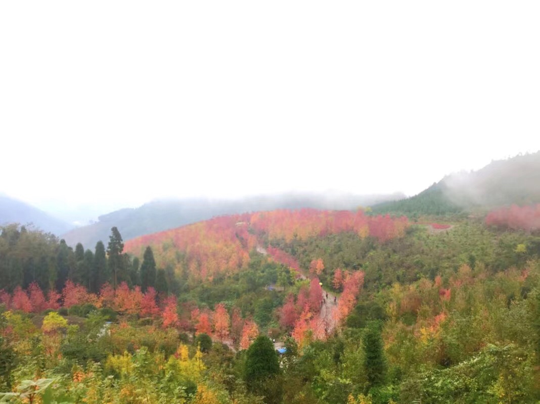 (川西.红枫岭～离成都最近的赏枫叶地,已经红了,赶紧去凹造型)