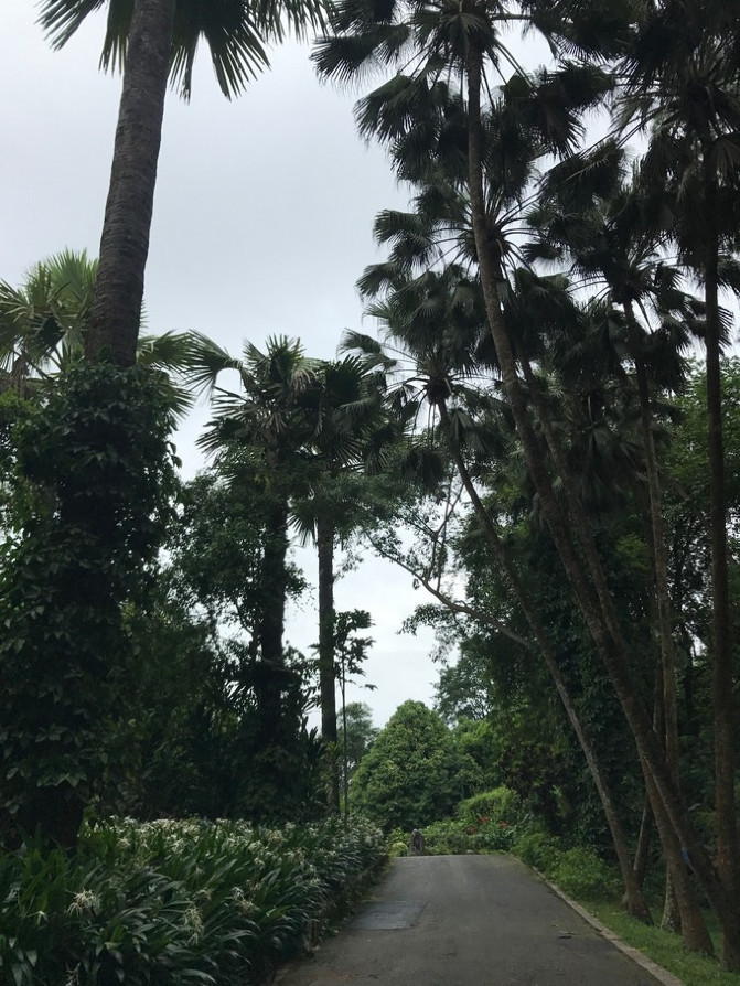 神树排名_秦岭神树(3)