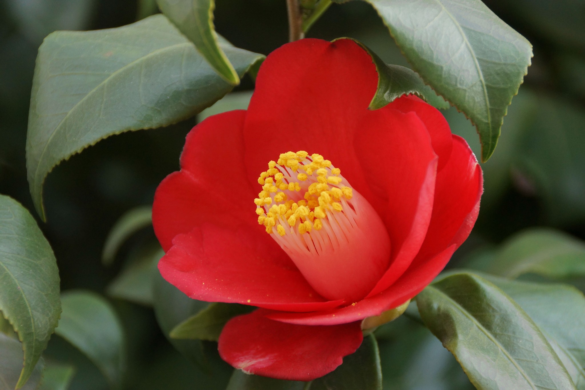 遨翔在花海 花痴游记 第四部 木本植物 1