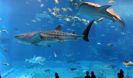 日本大阪海游馆门票 成人票 学生票 儿童票 (关