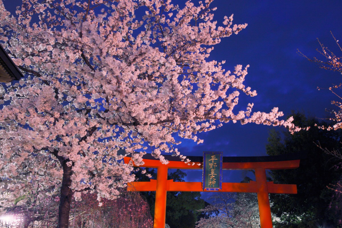 京都的平野神社,是樱花能开的早些吗?