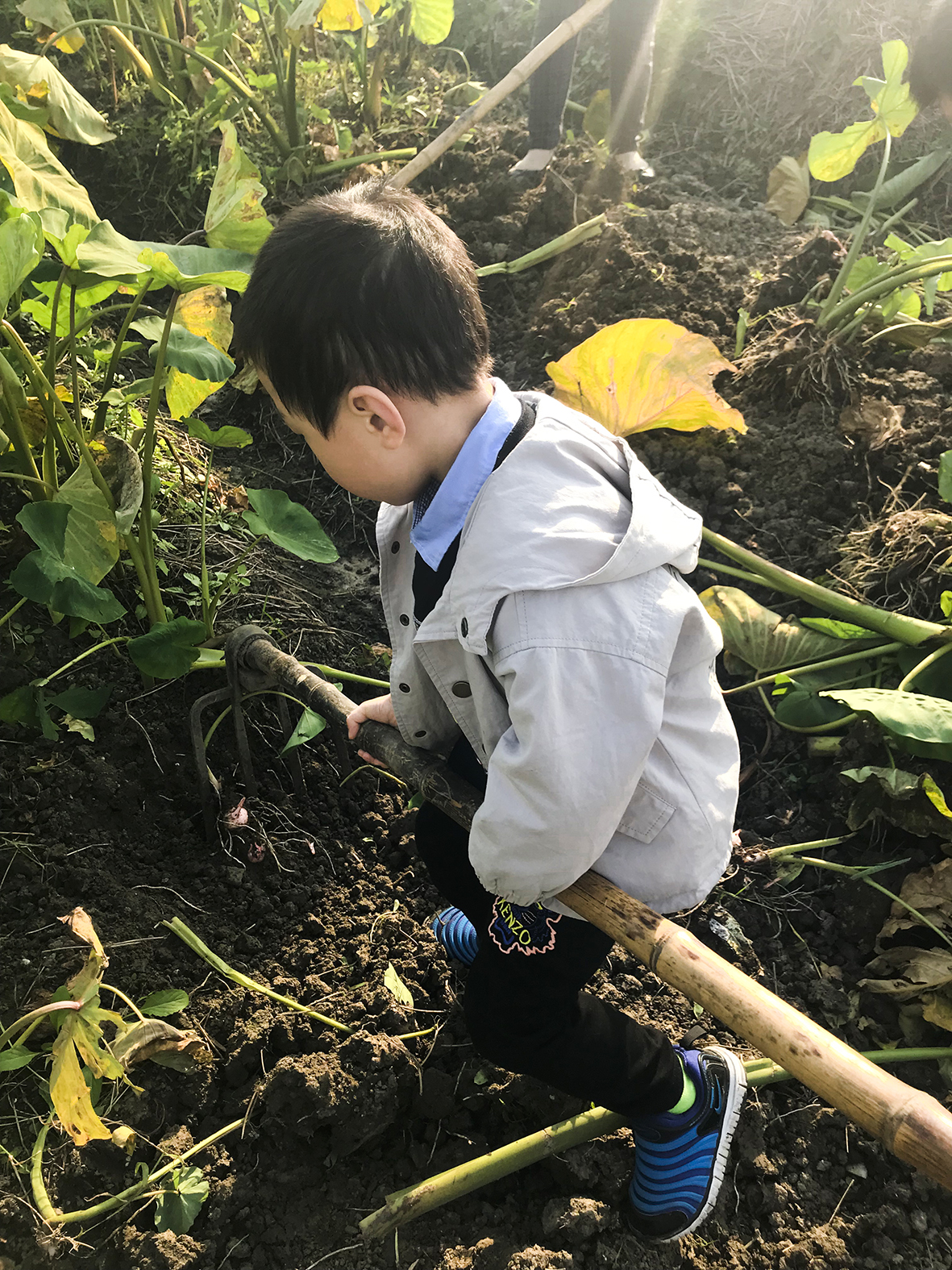 第5站 干一次农活——小朋友挖红香芋记