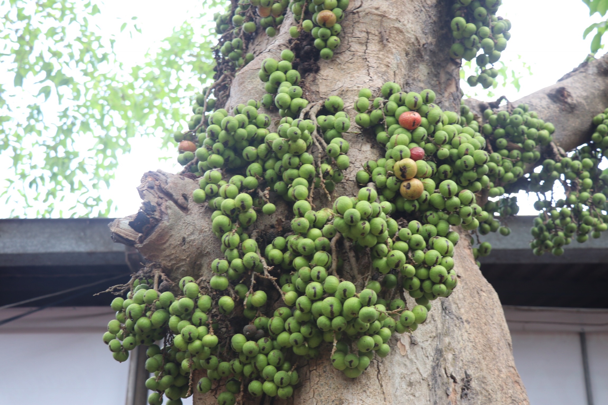 橡胶树什么原理_橡胶树