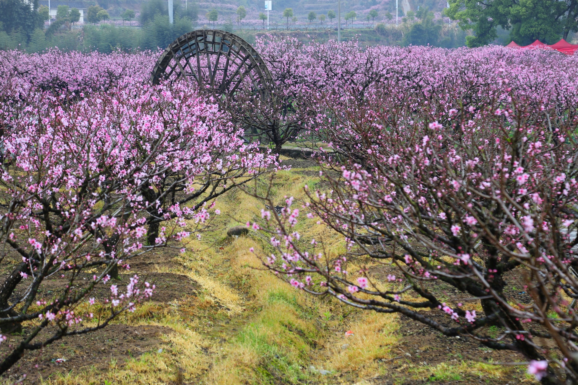 穆阳桃花盛宴 - 福建省宁德市福安市穆阳镇