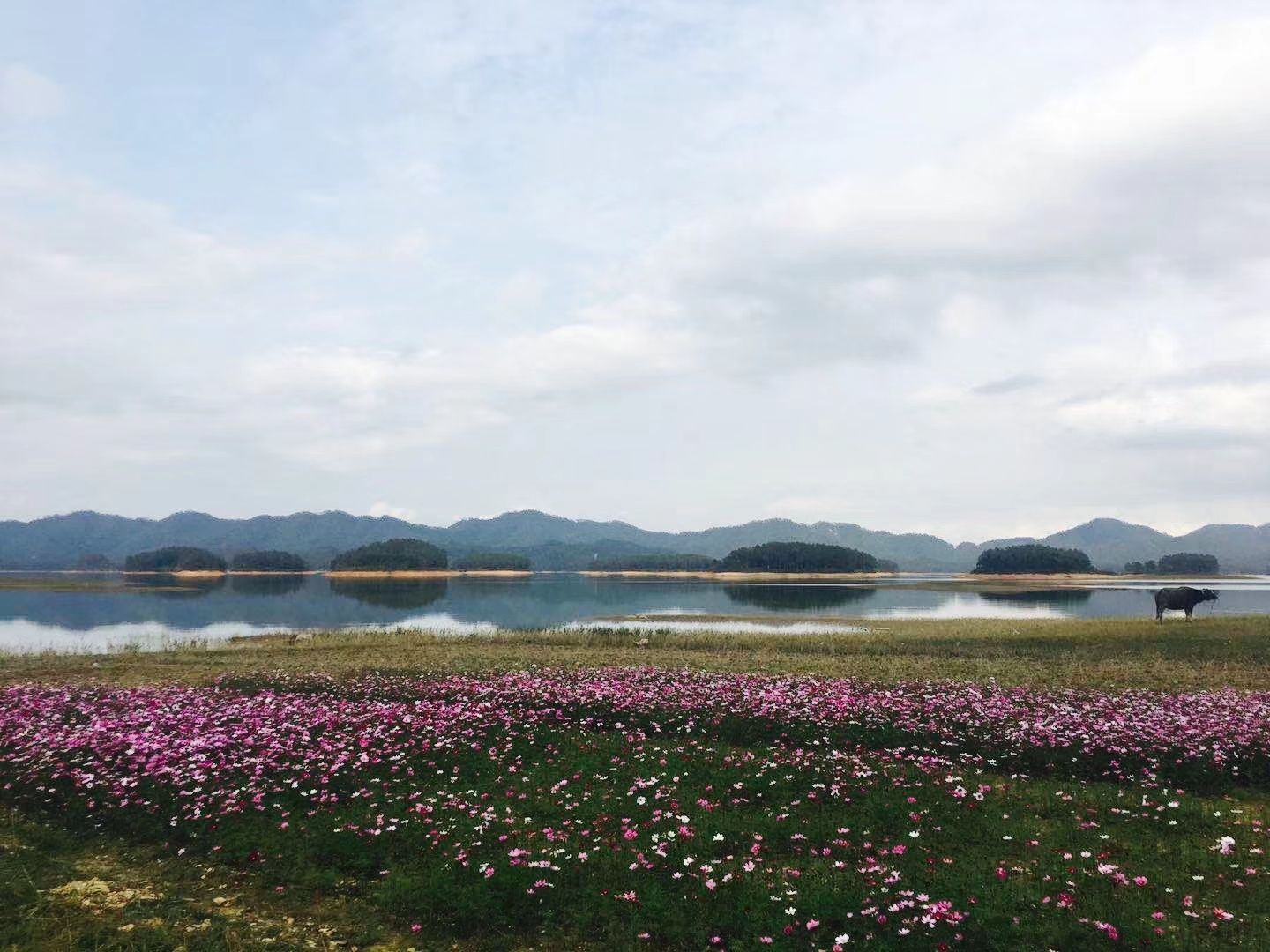 春节·北帝庙·寻皇千岛湖·寻皇大草原一日游,台山