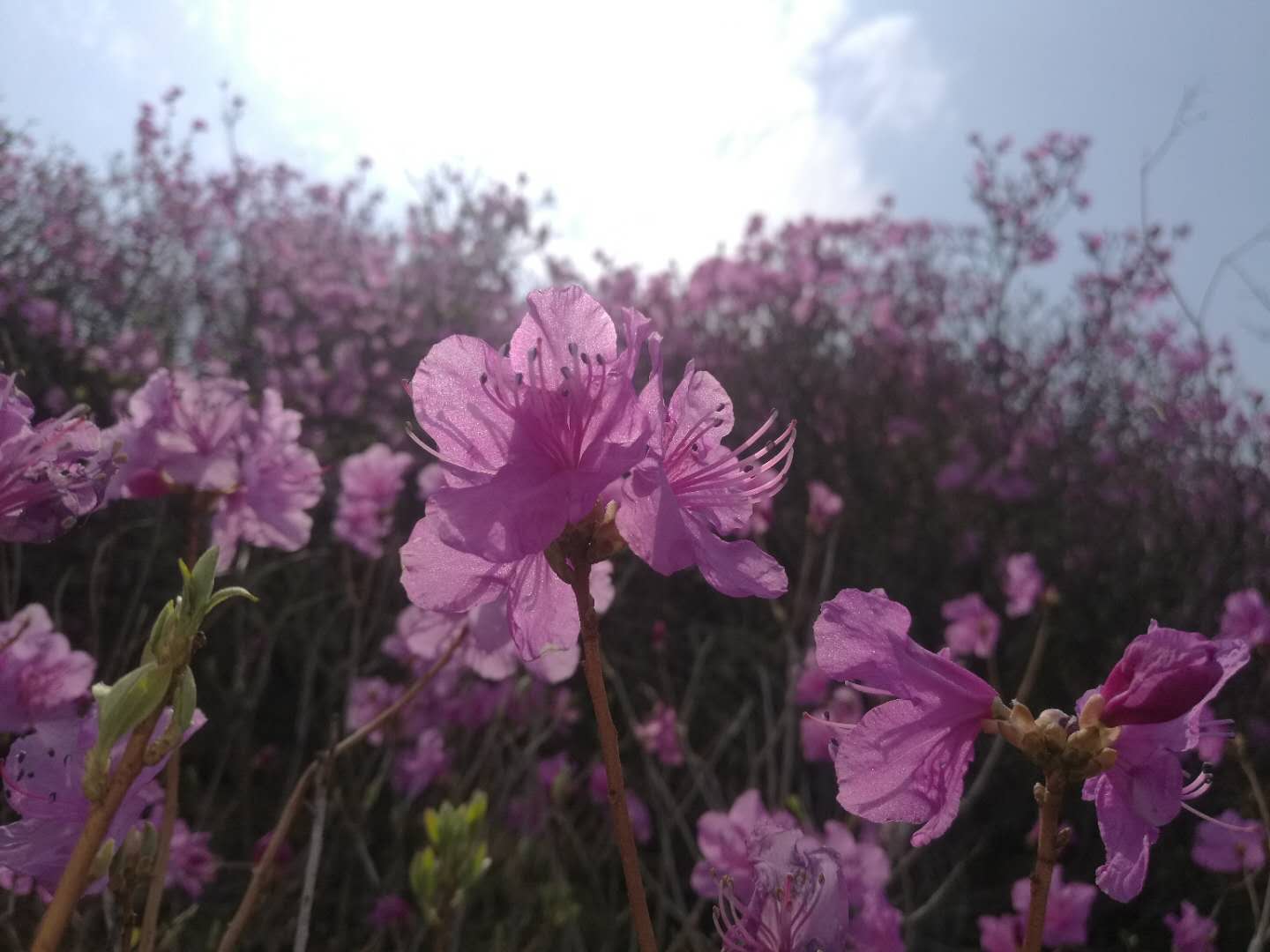 山青花欲燃