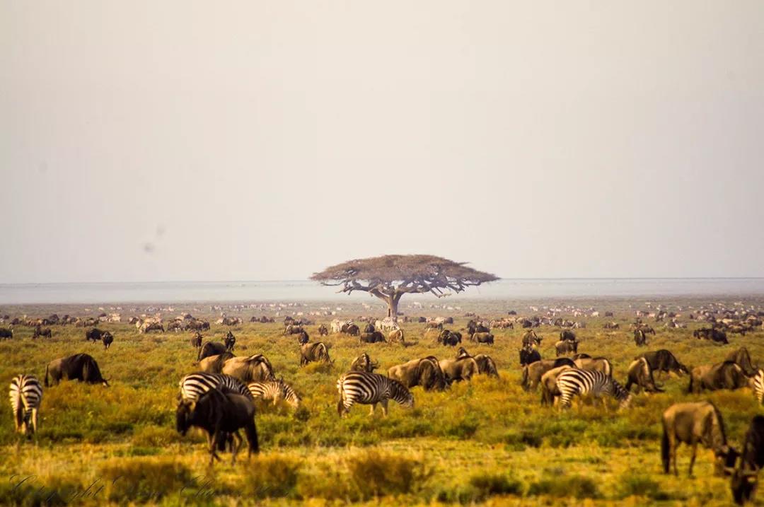 跟着漫威去旅行,盘点《黑豹》中出现的地道非洲元素!