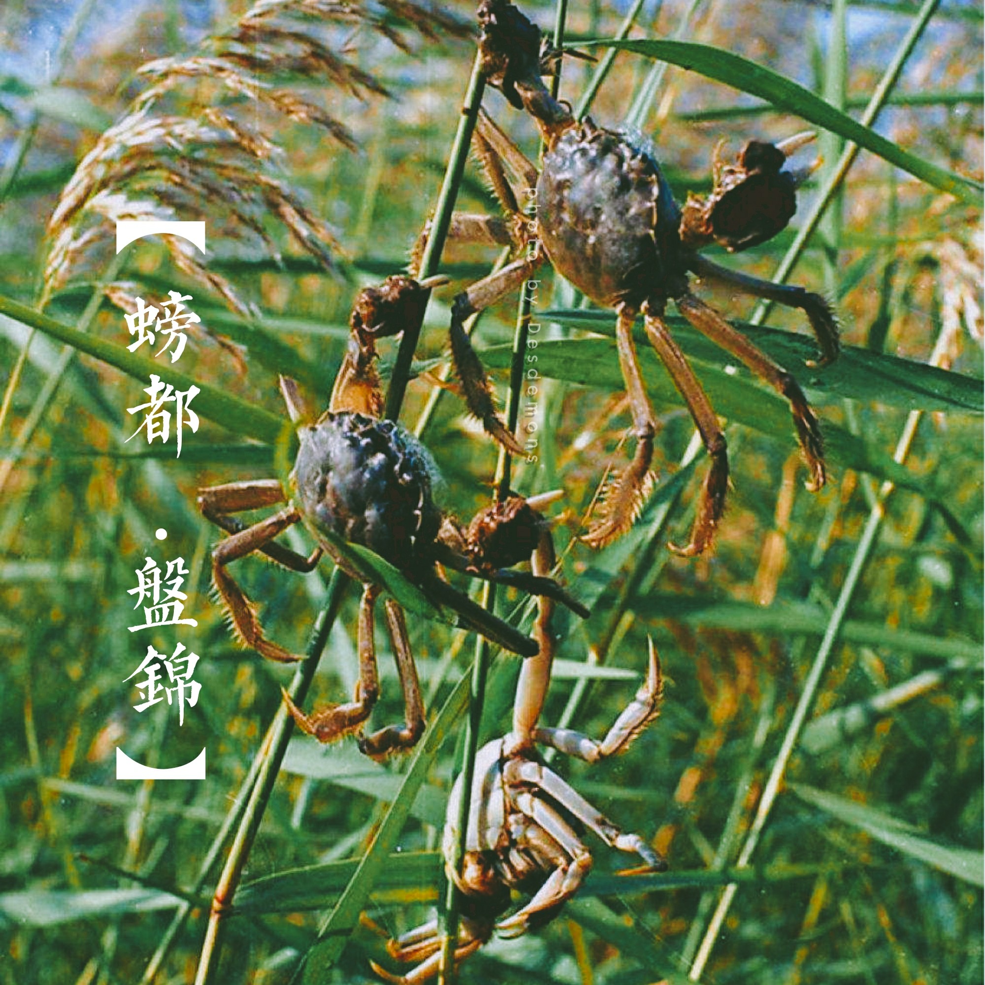 一只来自盘锦的河蟹