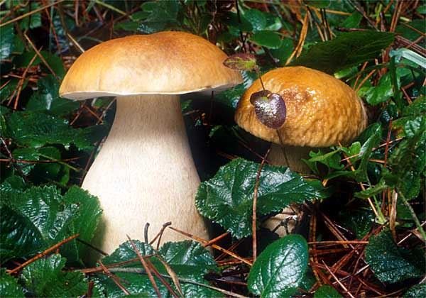 查看沙溪古镇的美食