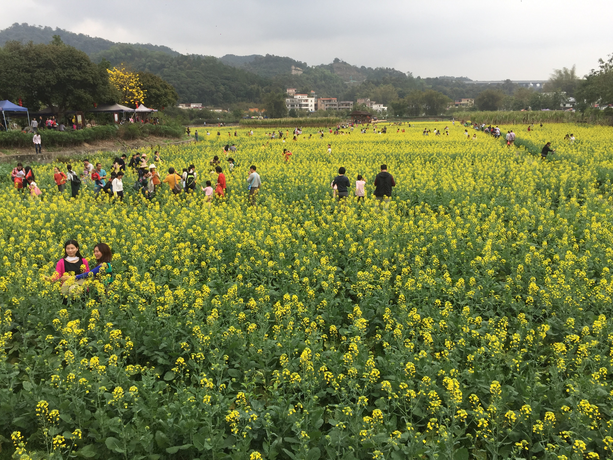 3.3 - 红山村,王子山森林公园