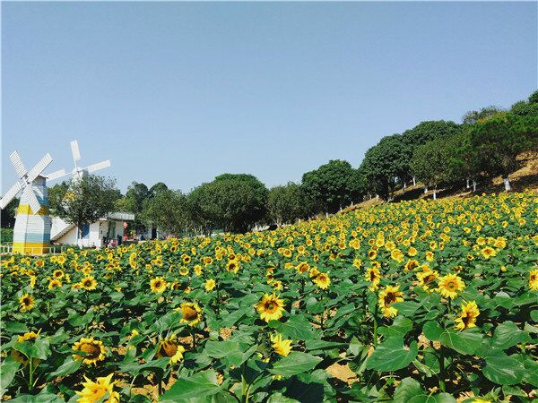 最美东莞农家乐-松湖花海,寻找不一样的美