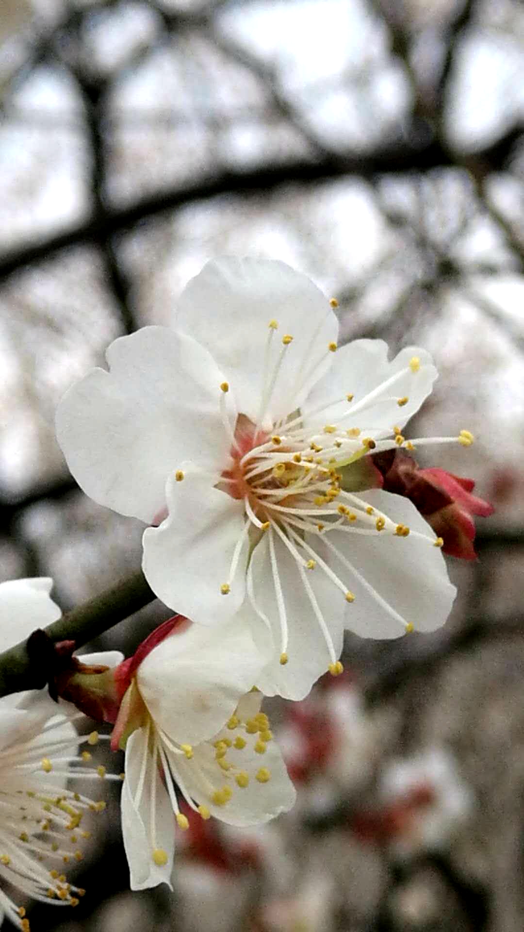 很幸运的事,我找到了好几瓣六角的梅花.要知道,六瓣梅可是超山特有的.