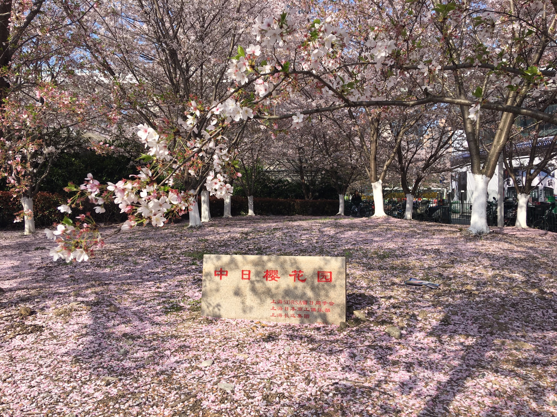 樱花浪漫几多时,柳绿桃红两未知～上海虹口足球场中日樱花园