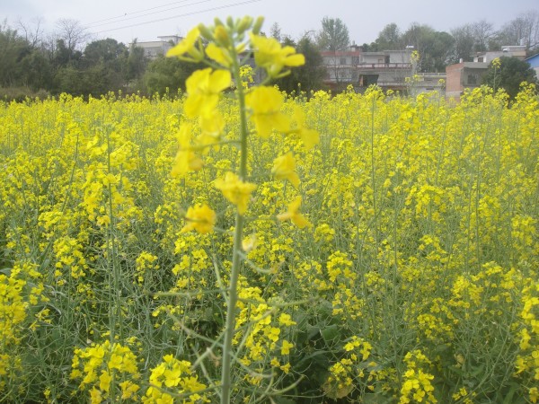 三月三,去赏花(赣州信丰县城绕大塘、坪石骑
