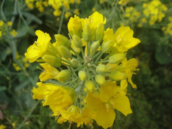 三月三,去赏花(赣州信丰县城绕大塘、坪石骑