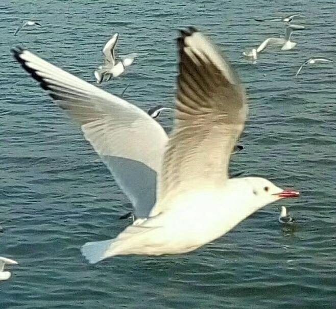wKgBEFqTwUyAYIbAAAP_EsMZH5A60.jpeg?imageView2%2F2%2Fw%2F600%2Fh%2F600%2Fq%2F90