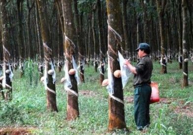 林科普教育为一体的【热带橡胶博览馆/不少于90分钟】了解海南橡胶