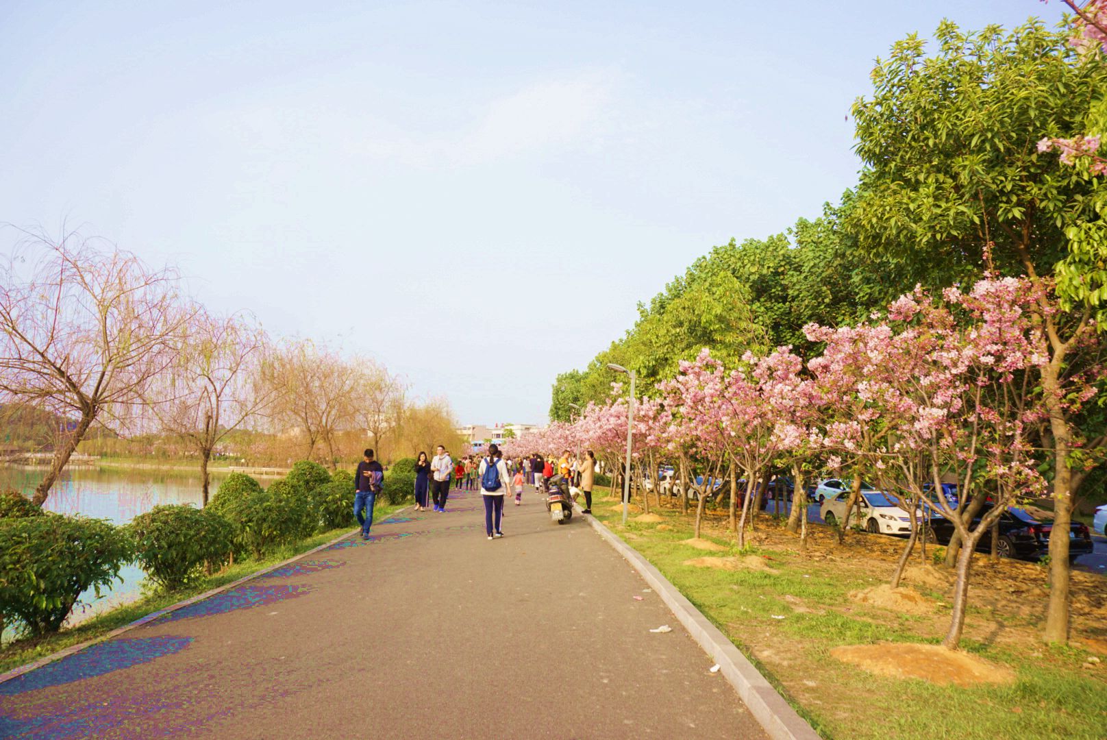 海仔湖樱花