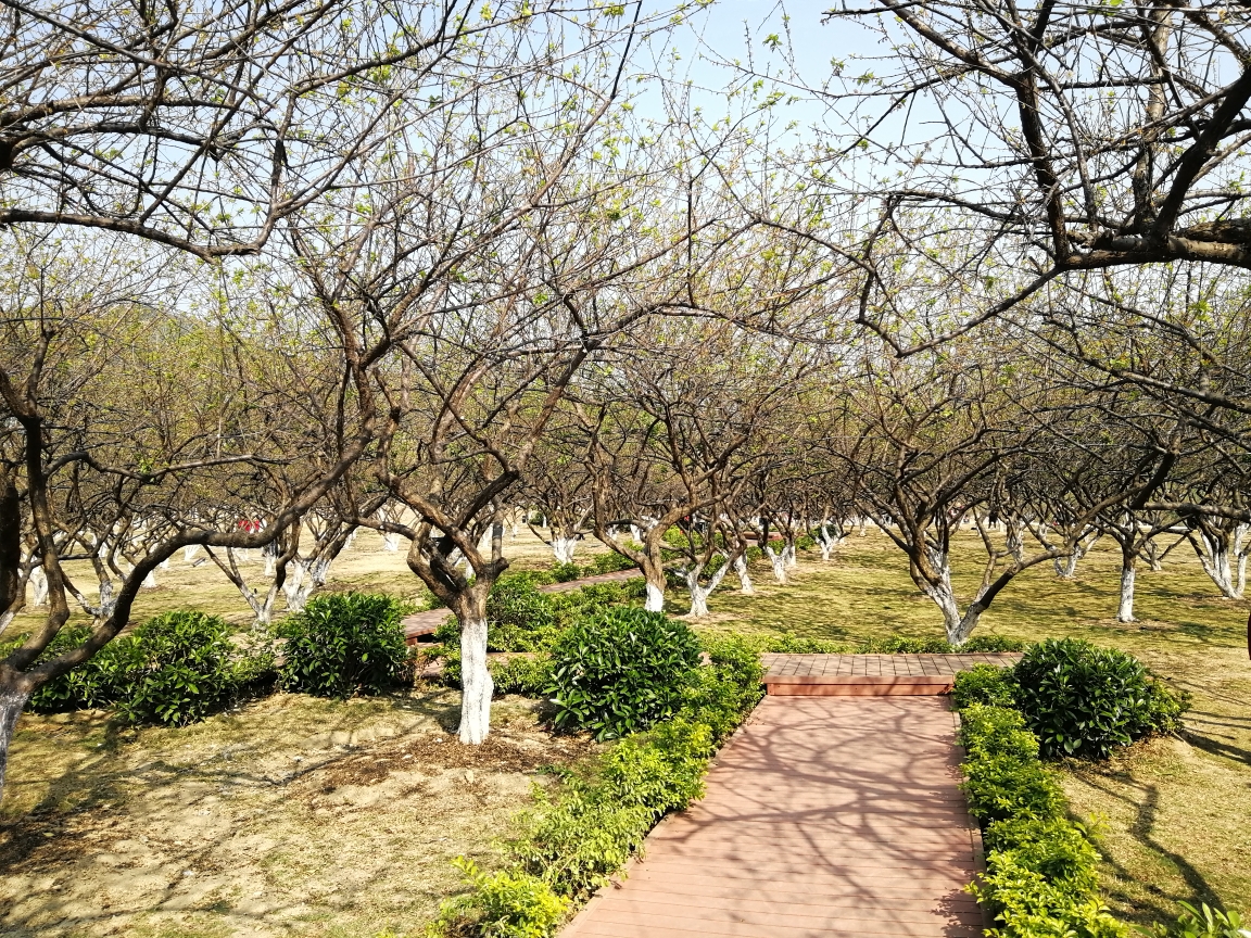 广州萝岗香雪梅花公园