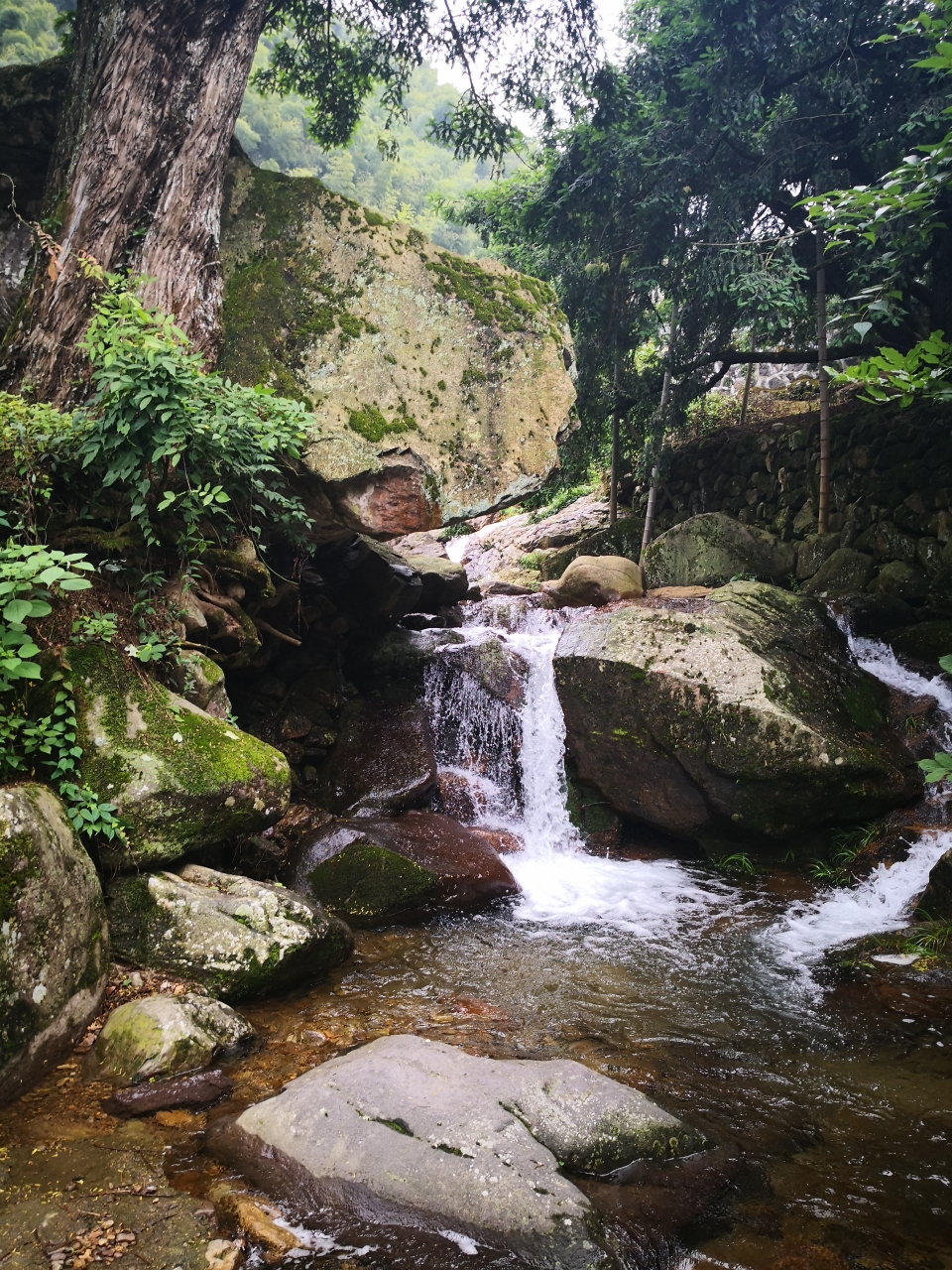 自驾旅行中国浙江:十一,香榧森林公园.