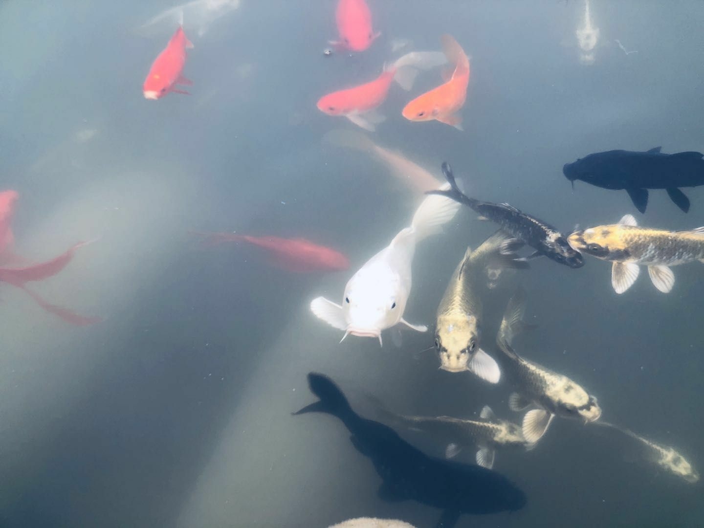 wKgEaVyrRemAXWtxAANdmM-Rl5k53.jpeg?imageView2%2F2%2Fw%2F600%2Fh%2F600%2Fq%2F90