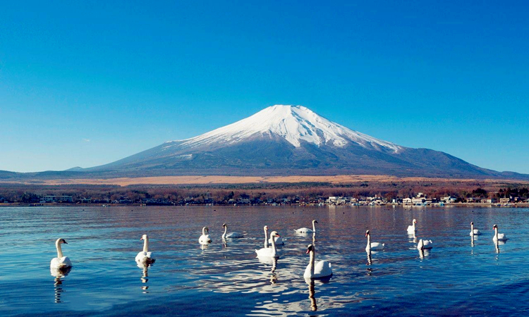 日本樱花季 富士山一日游 富士山五合目 河口湖 忍野八海 山中湖一