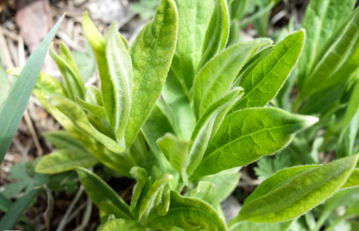 查看原图  漠河旅游美食  5月漠河的开江鱼一定要尝一尝,各种山野菜