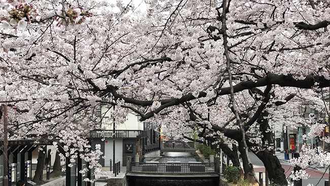 日本京都岚山樱花隧道一日游