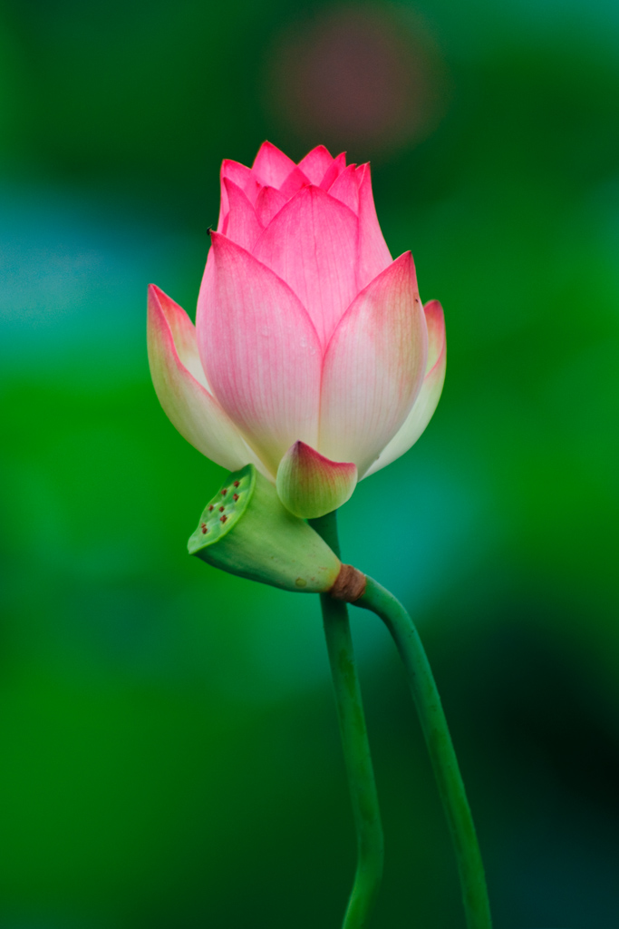 并蒂莲花——孤鹰莲花摄影(一)