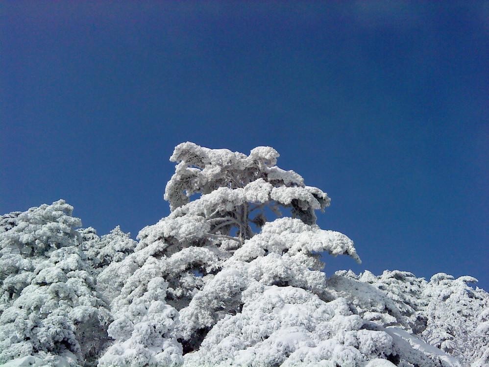 雪松怎么搭_雪松简笔画怎么画(2)