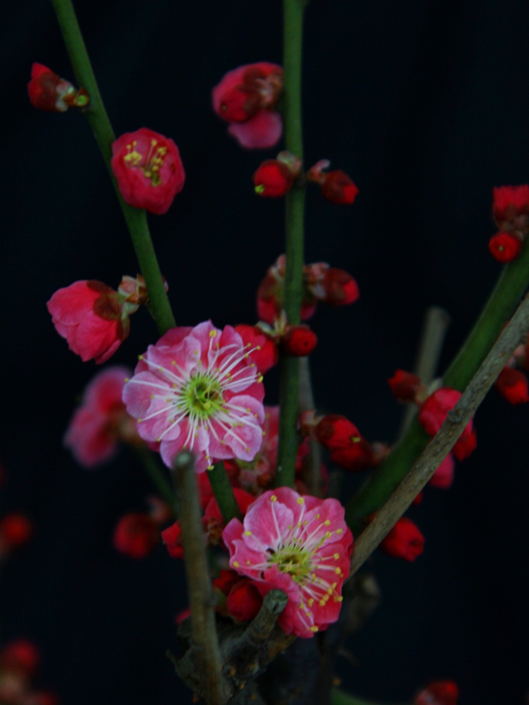 花什么实成语_成语故事简笔画(5)