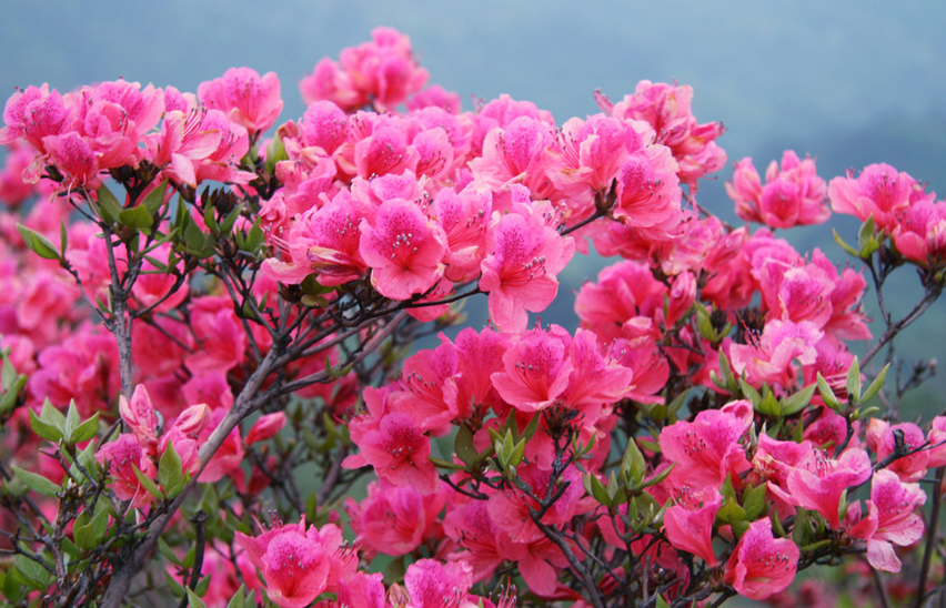 清明节去看杜鹃花