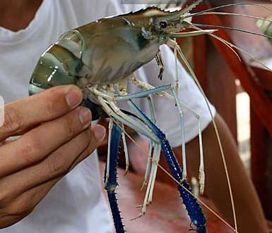 马来西亚沙巴游记攻略,沙巴自助游攻略