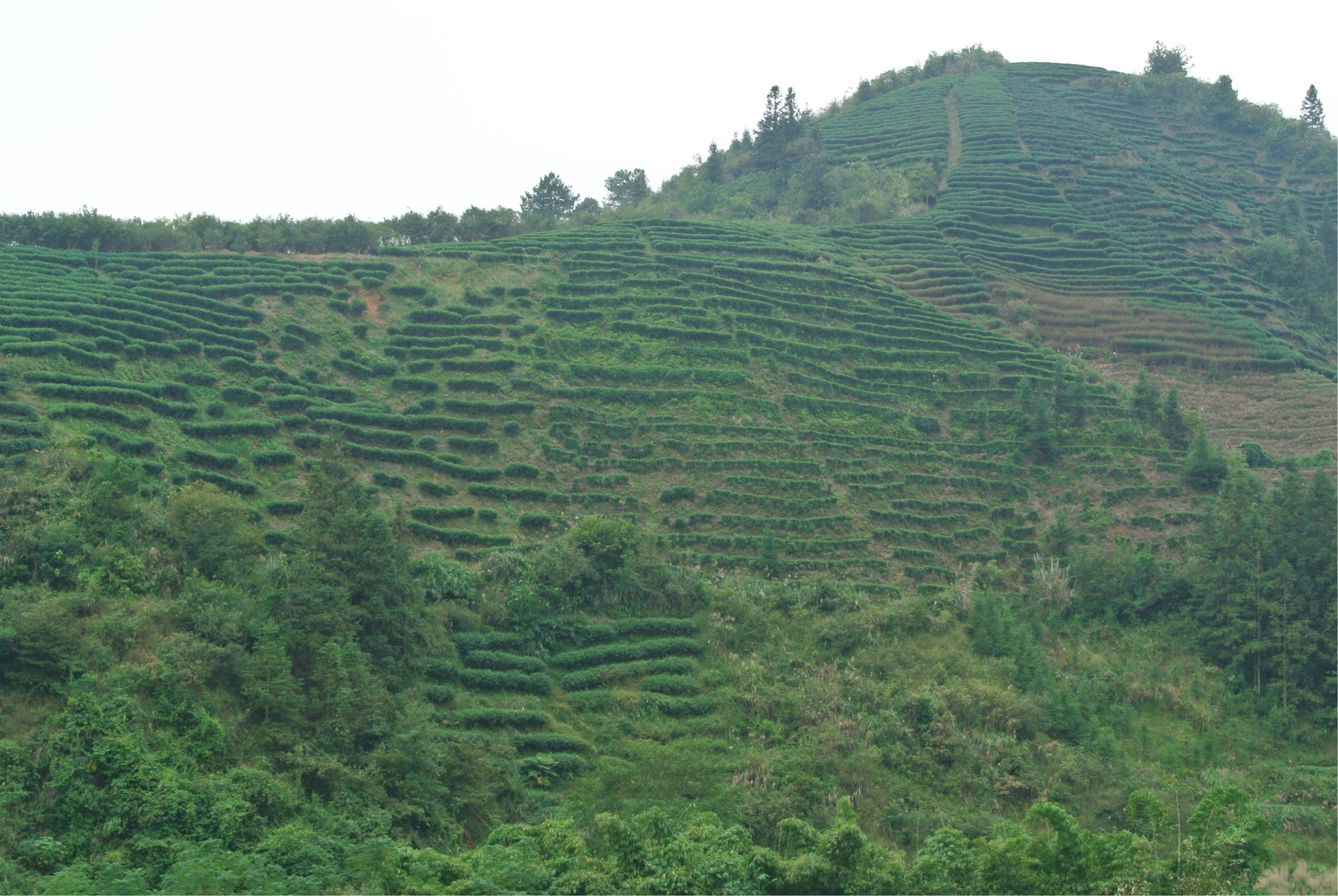 思茅城区人口_思茅旅游攻略必去景点(2)